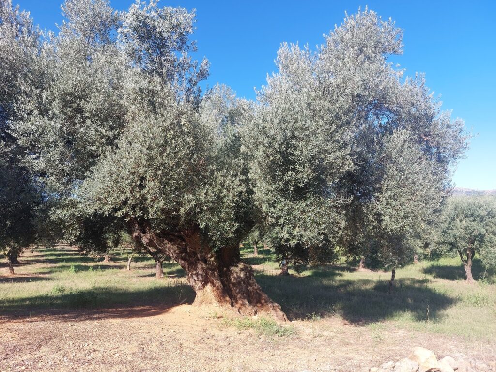 Le musée naturel des oliviers millénaires Pou del Mas, sur la Via Augusta, Sur un hectare, 21 oliviers qui auraient plantés en 833 après JC.